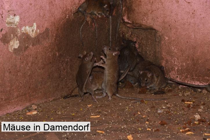 Mäuse in Damendorf